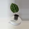 plant/Anthurium Crystallinum “Super Special” 🤷‍♀️from Tropicals in 5” Acrylic Planter-0-thumbnail