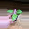 plant/Anthurium Acaule-1-thumbnail