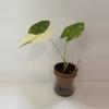 plant/Alocasia Dawn Variegated-1-thumbnail