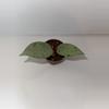 plant/Hoya Publicalyx Silver Splash 2”-0-thumbnail