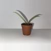 plant/Hoya Publicalyx Silver Splash 2”-1-thumbnail