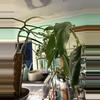 plant/Philodendron 69686-1-thumbnail