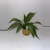 plant/Anthurium vittariifolium 4”-2-thumbnail