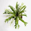 plant/nnnnnew testing-0-thumbnail