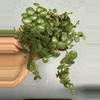 plant/2” Peperomia Prostata - String of Turtles-1-thumbnail