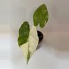 plant/Alocasia Dawn Variegated-0-thumbnail