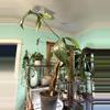 plant/Philodendron 69686-2-thumbnail