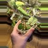 plant/Anthurium Luxurian plugs-0-thumbnail