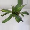 plant/Anthurium vittariifolium 4”-1-thumbnail