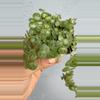plant/2” Peperomia Prostata - String of Turtles-4-thumbnail