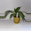 plant/Anthurium vittariifolium 4”-0-thumbnail