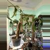plant/Philodendron 69686-3-thumbnail