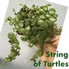 plant/2” Peperomia Prostata - String of Turtles-0-thumbnail