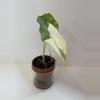 plant/Alocasia Dawn Variegated-2-thumbnail