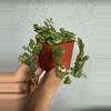 plant/2” Peperomia Prostata - String of Turtles-2-thumbnail