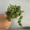 plant/2” Peperomia Prostata - String of Turtles-3-thumbnail