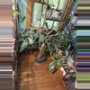 plant/Philodendron 69686-0-thumbnail
