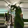 plant/Philodendron 69686-4-thumbnail