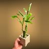 plant/Lucky bamboo w/weighted ceramic pot-0-thumbnail