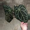 plant/Anthurium Zara x Red Crystal-4-thumbnail