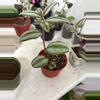plant/104 Wandering jew starts-0-thumbnail