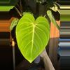 plant/Philodendron Gloriosum-0-thumbnail