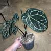 plant/Anthurium Zara x Red Crystal-3-thumbnail