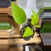plant/105 neon pothos-0-thumbnail