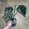 plant/Anthurium Zara x Red Crystal-2-thumbnail