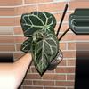 plant/Anthurium Zara x Red Crystal-0-thumbnail
