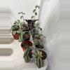 plant/104 Wandering jew starts-1-thumbnail