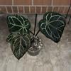 plant/Anthurium Zara x Red Crystal-1-thumbnail