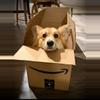shipping_upgrade/Next day shipping upgrade-0-thumbnail