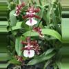 plant/Oncidium Sharry Baby Chocolate Fragrant Orchid-0-thumbnail