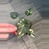 plant/Albo/Pink Maharani Corm-1-thumbnail