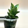 plant/Andaman variegated (large size)-1-thumbnail