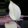 plant/Monstera White Tears • full mint-3-thumbnail