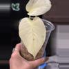plant/Monstera White Tears • full mint-2-thumbnail