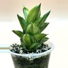 plant/Andaman variegated (large size)-0-thumbnail