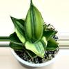 plant/Andaman variegated (large size)-2-thumbnail