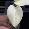 plant/Monstera White Tears • full mint-1-thumbnail
