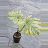plant/Monstera White Tears • full mint-5-thumbnail