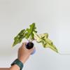 plant/Alocasia Jacklyn Aurea PUP-0-thumbnail