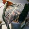 plant/Albo/Pink Maharani Corm-0-thumbnail