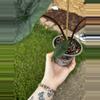 plant/Alocasia Scalprum-3-thumbnail