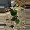 plant/Monstera Deliciosa-3-thumbnail