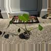 plant/Monstera Deliciosa-4-thumbnail