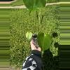 plant/Monstera Deliciosa-1-thumbnail