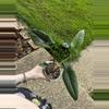 plant/Alocasia Scalprum-4-thumbnail