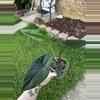 plant/Alocasia Scalprum-0-thumbnail
